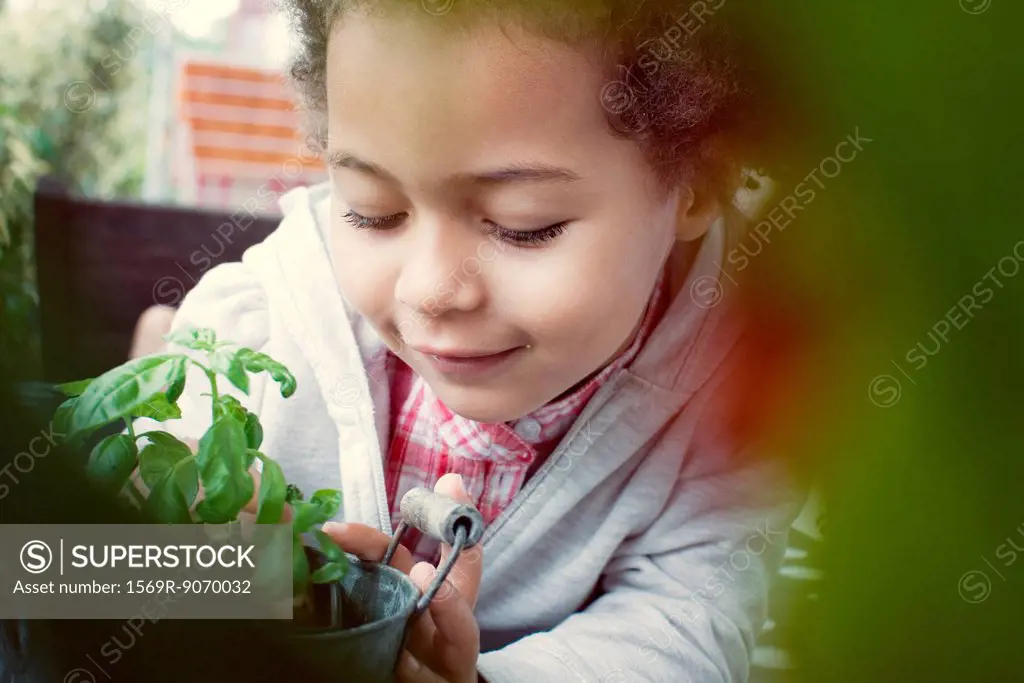 Little girl looking at basil plant