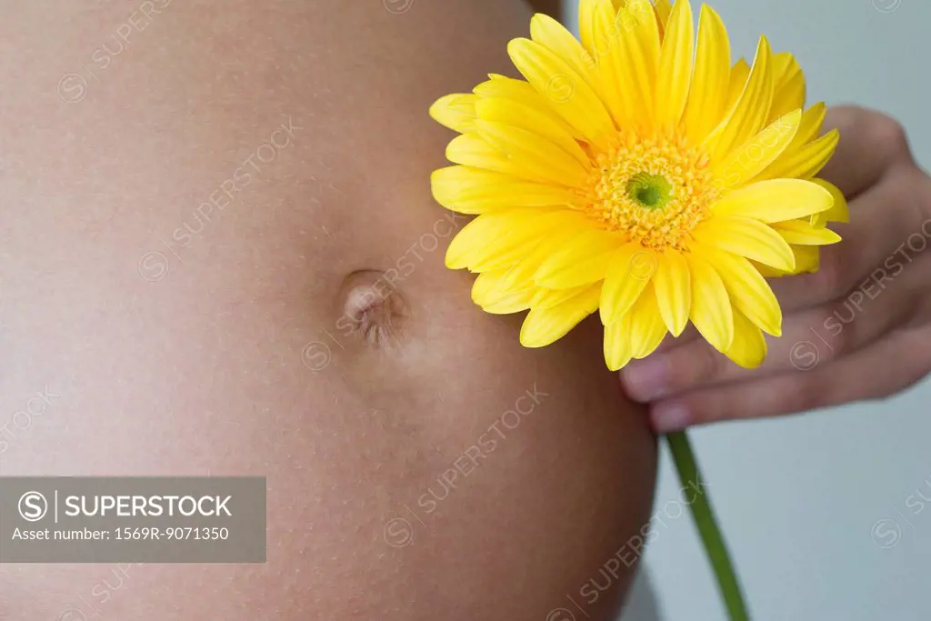 Pregnant woman holding gerbera daisy against stomach, cropped