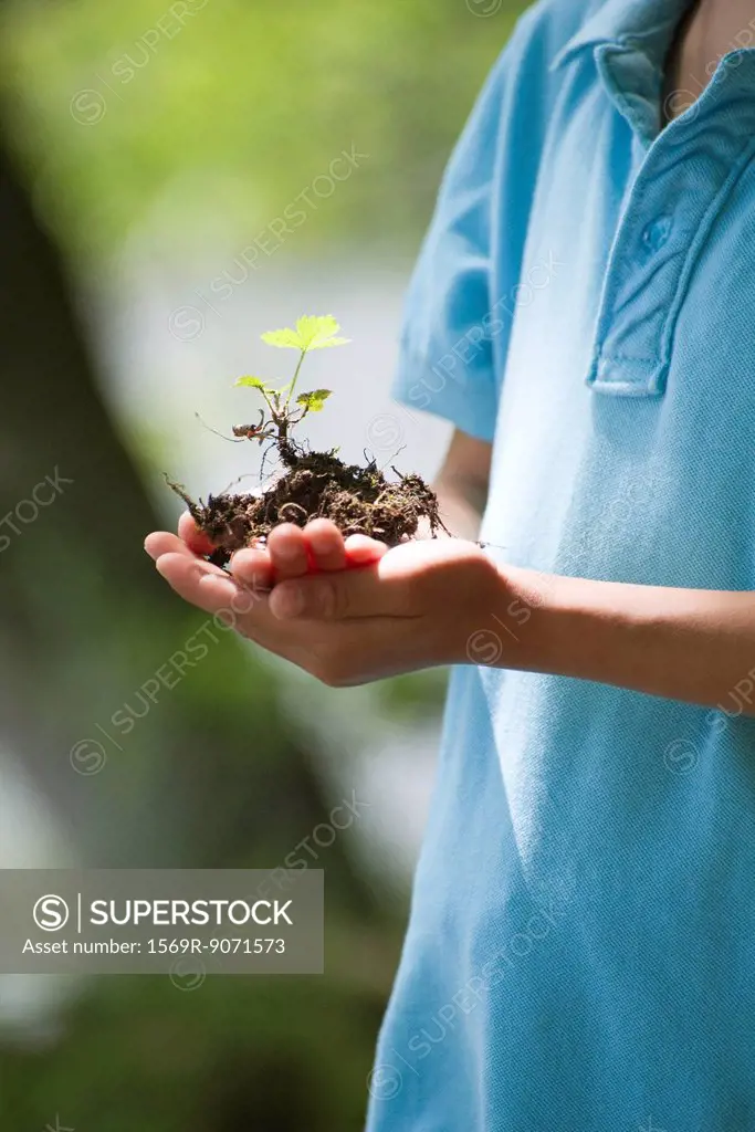 Boy holding seedling, cropped