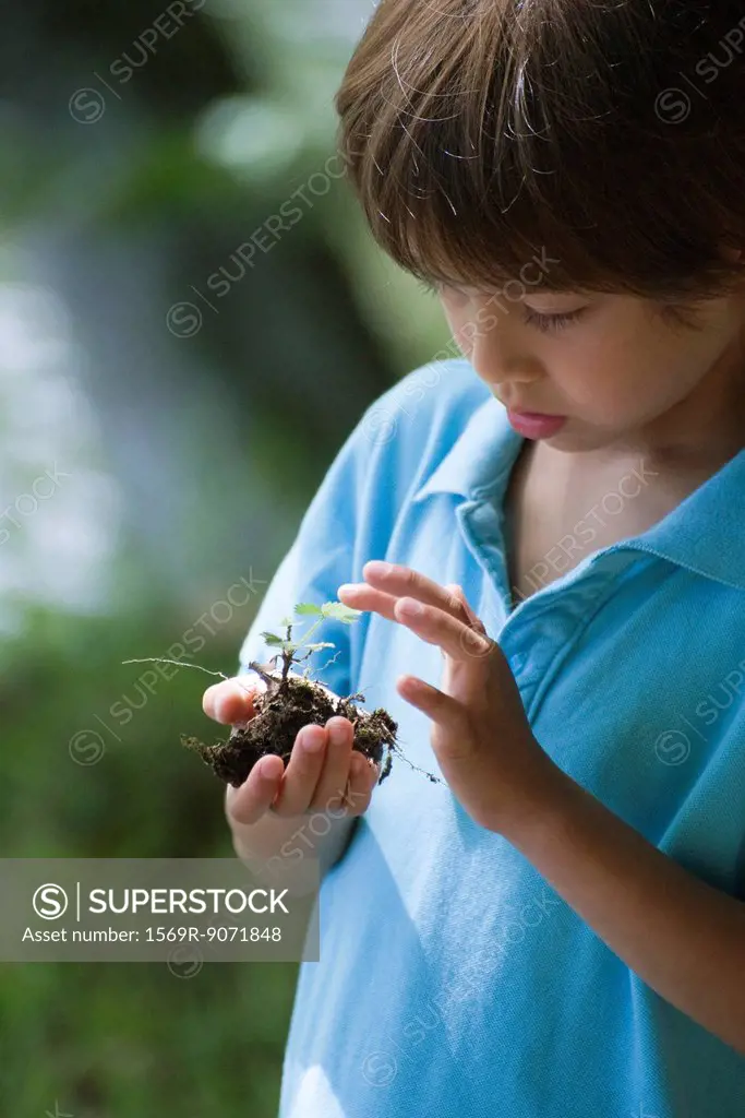 Boy holding plant seedling