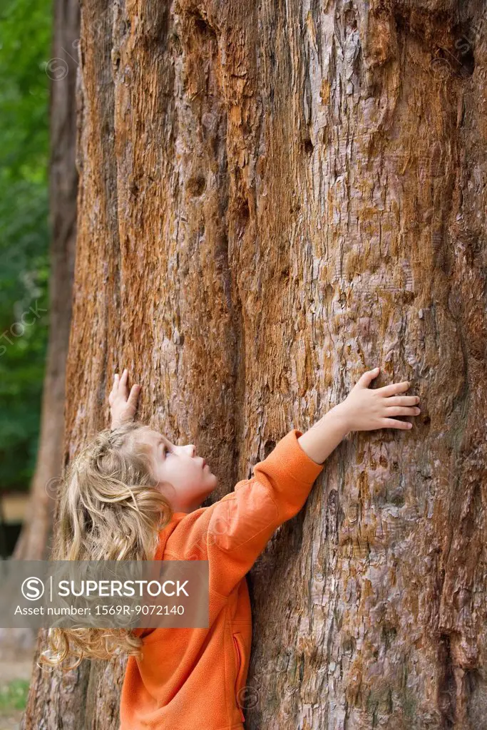 Little girl touching large tree trunk, looking up