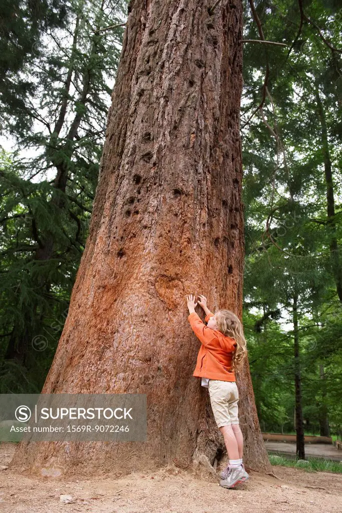 Little girl reaching to touch tall tree