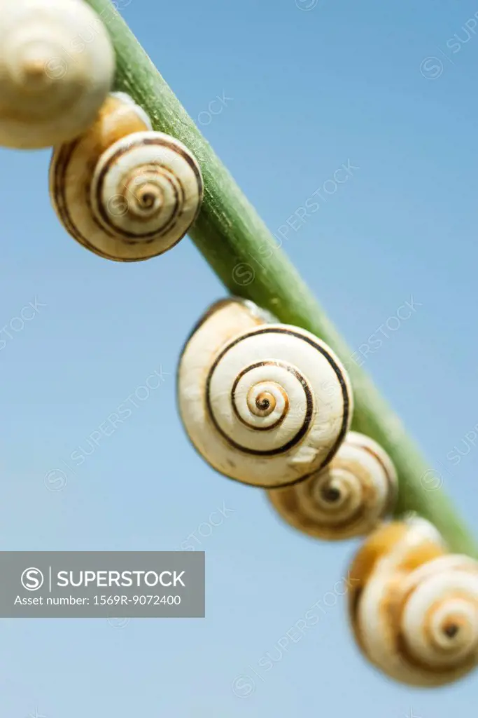 Snails on branch
