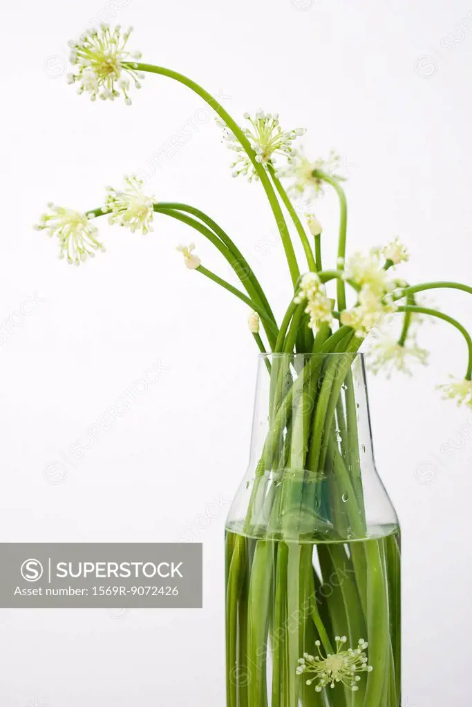 Garlic flowers, used as cooking ingredient