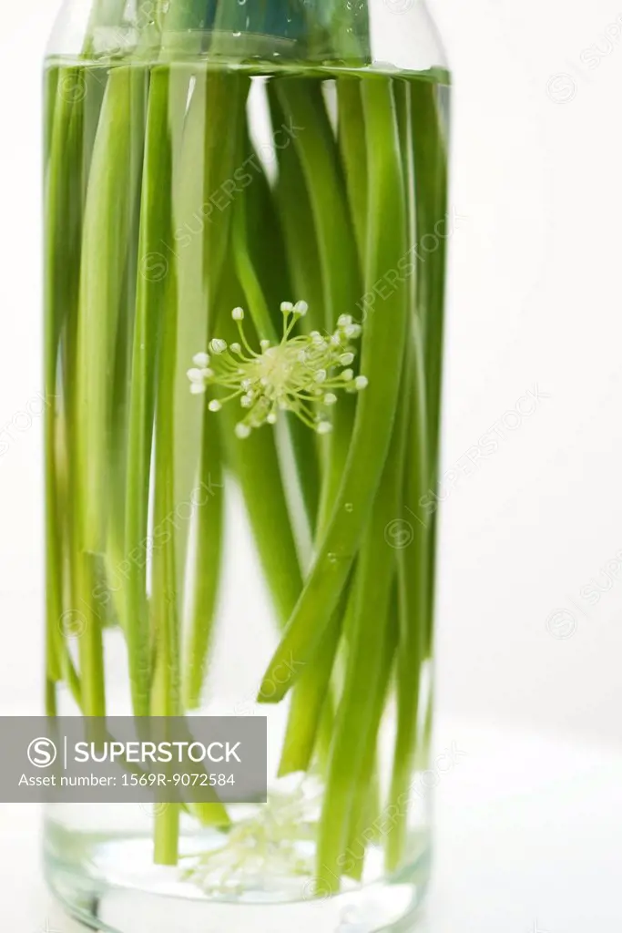 Garlic flowers, used as cooking ingredient