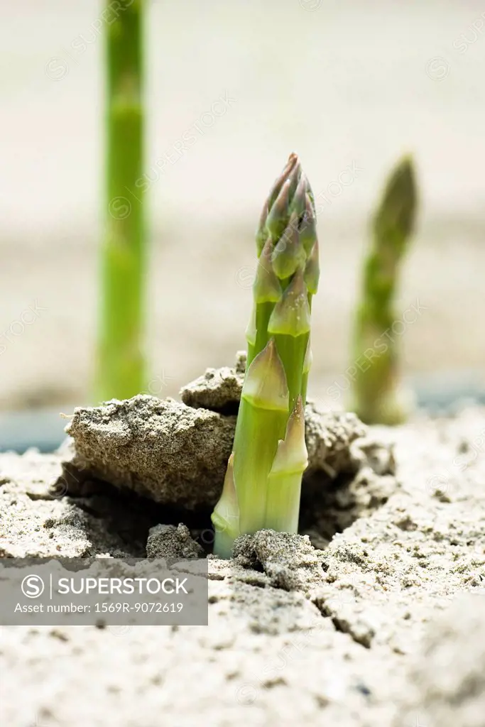Asparagus growing