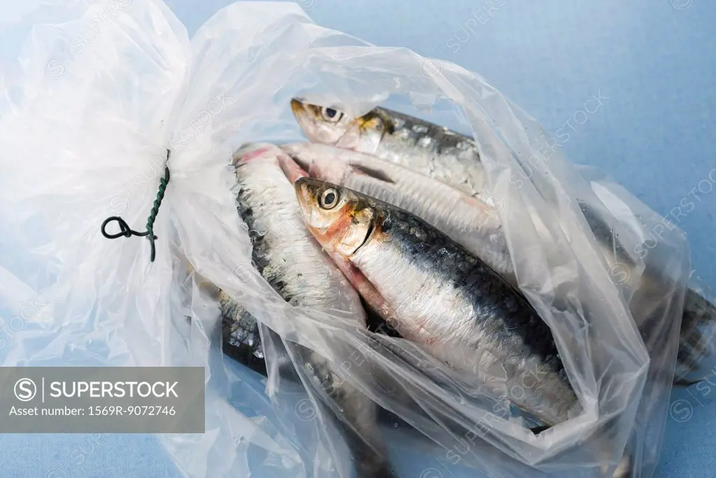 Fresh raw sardines in plastic bag