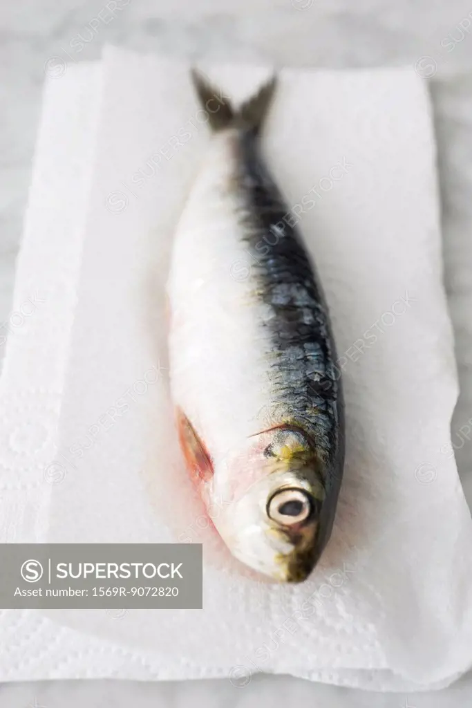 Raw sardine