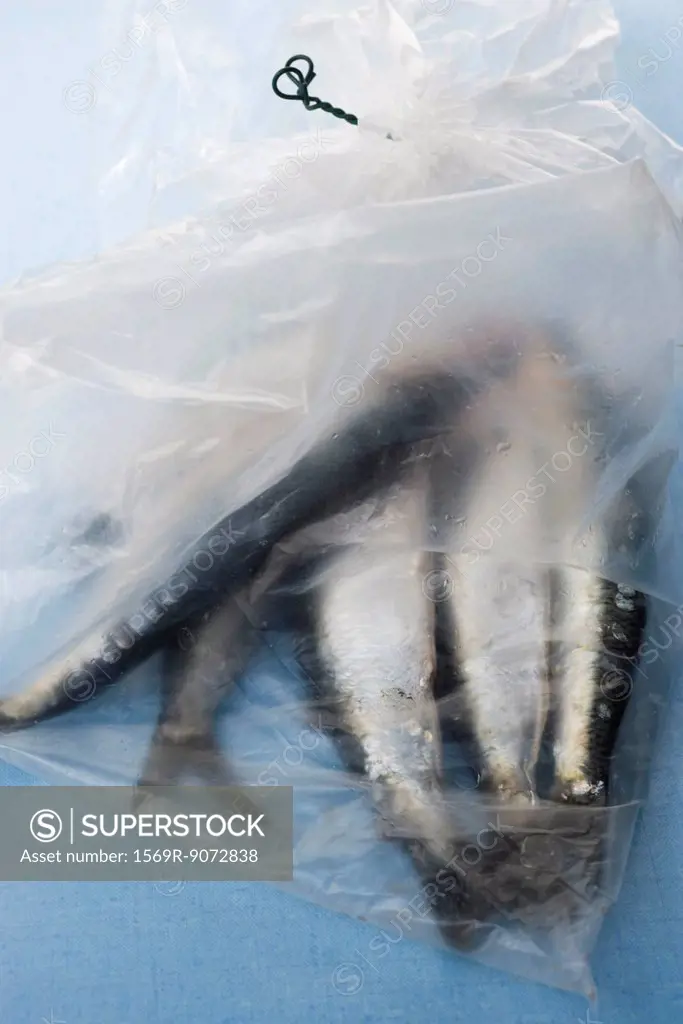 Raw sardines in plastic bag