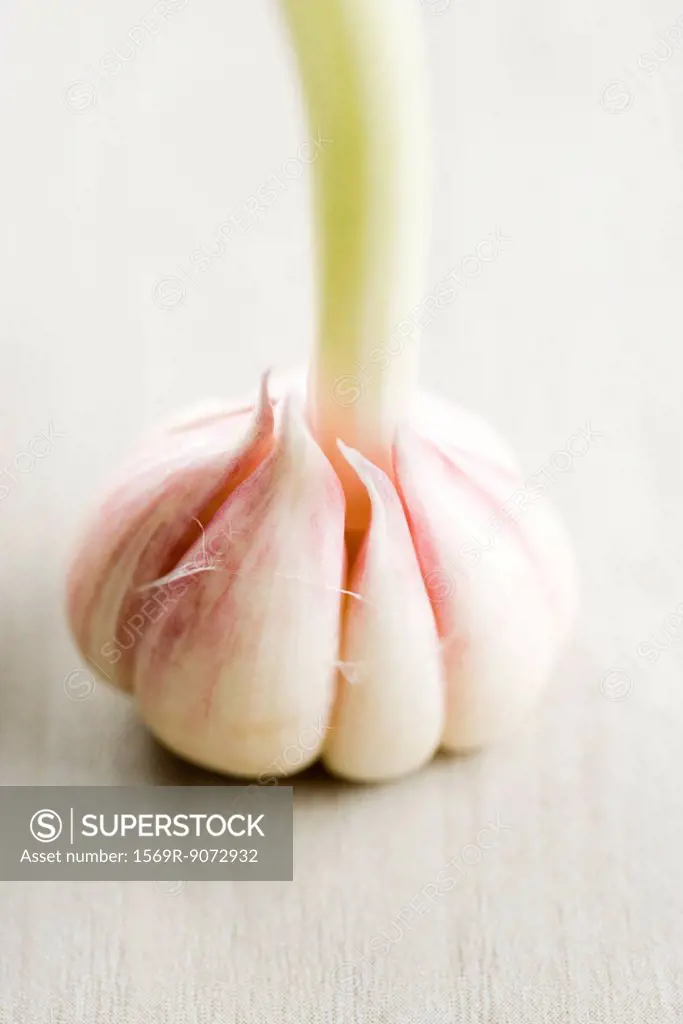 New garlic