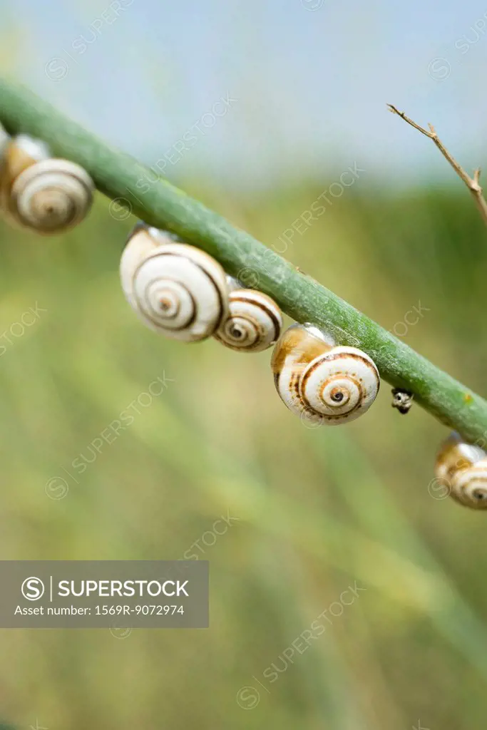 Snails on branch