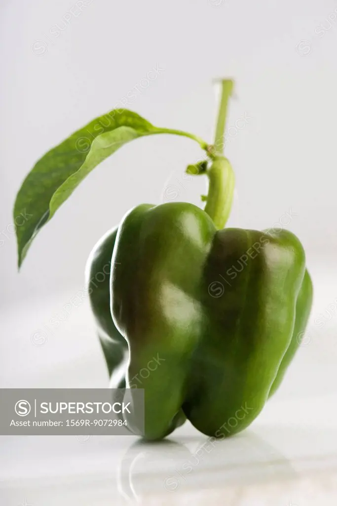 Fresh green bell pepper