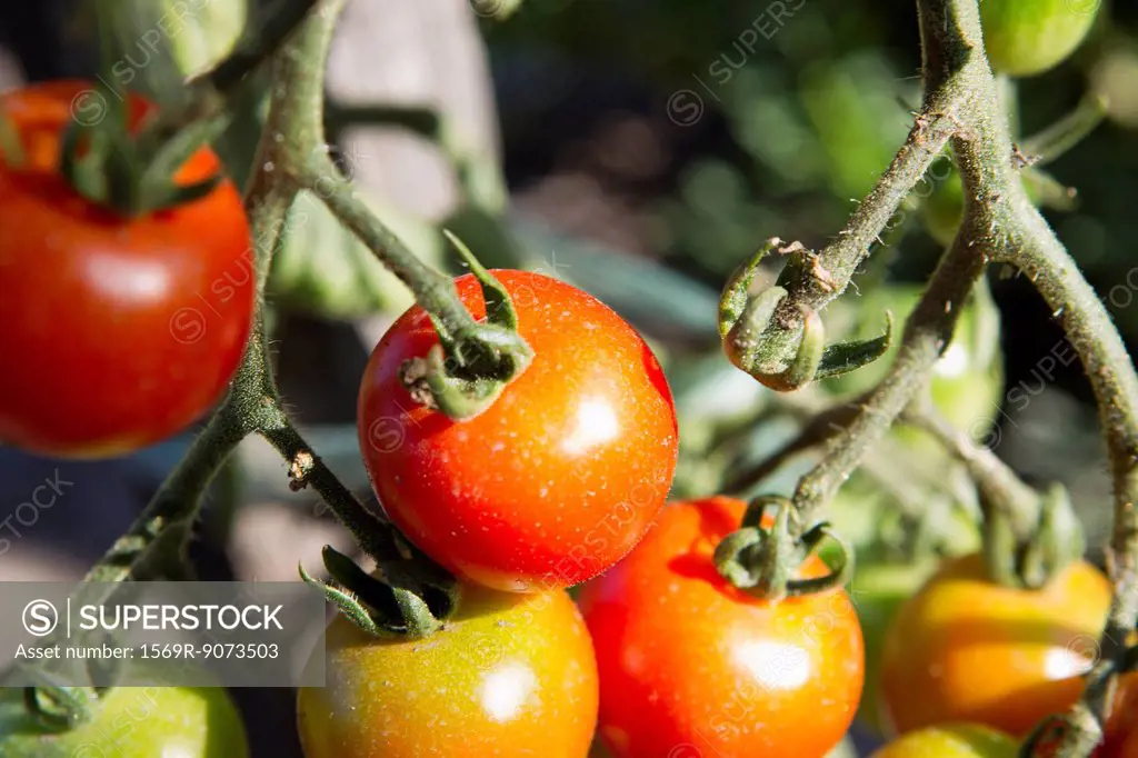 Tomatoes ripening on plant
