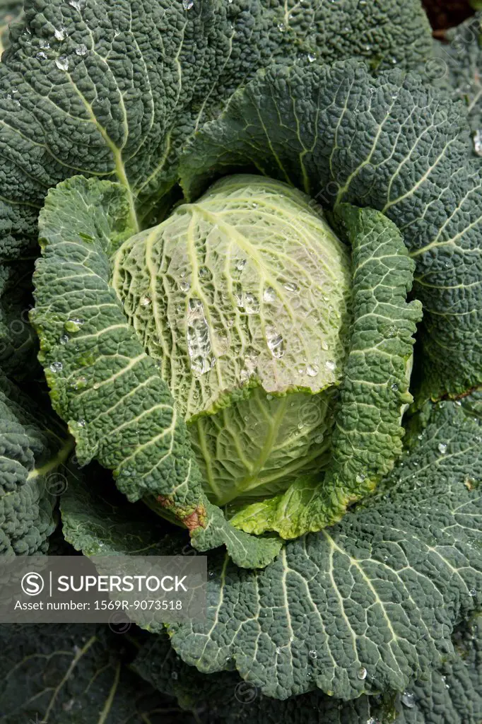 Savoy cabbage