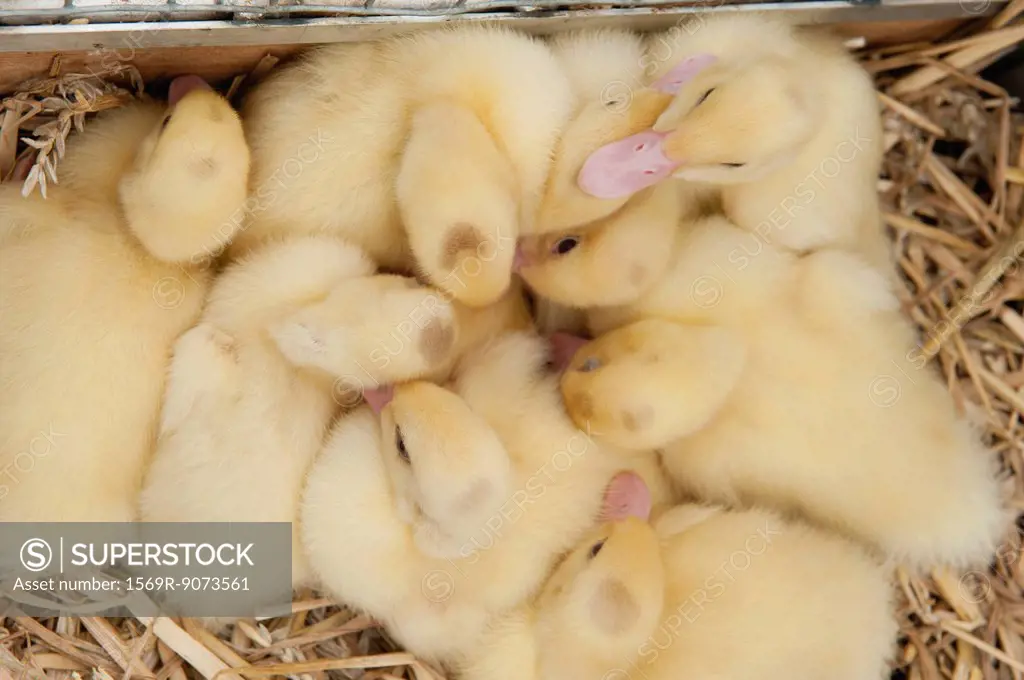 Group of ducklings, directly above