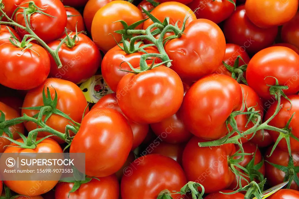 Fresh vine tomatoes