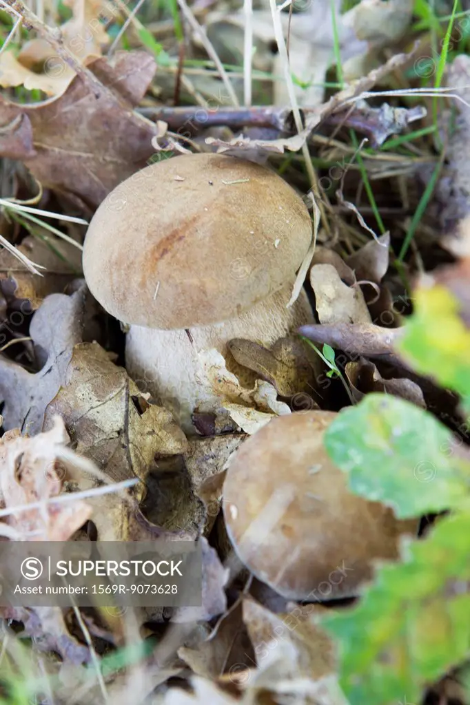 Porcini mushrooms growing in soil