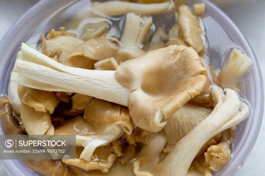 Oyster mushrooms in bowl of water
