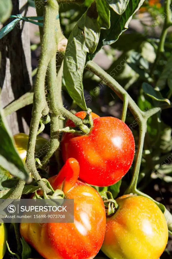 Tomatoes ripening on plant