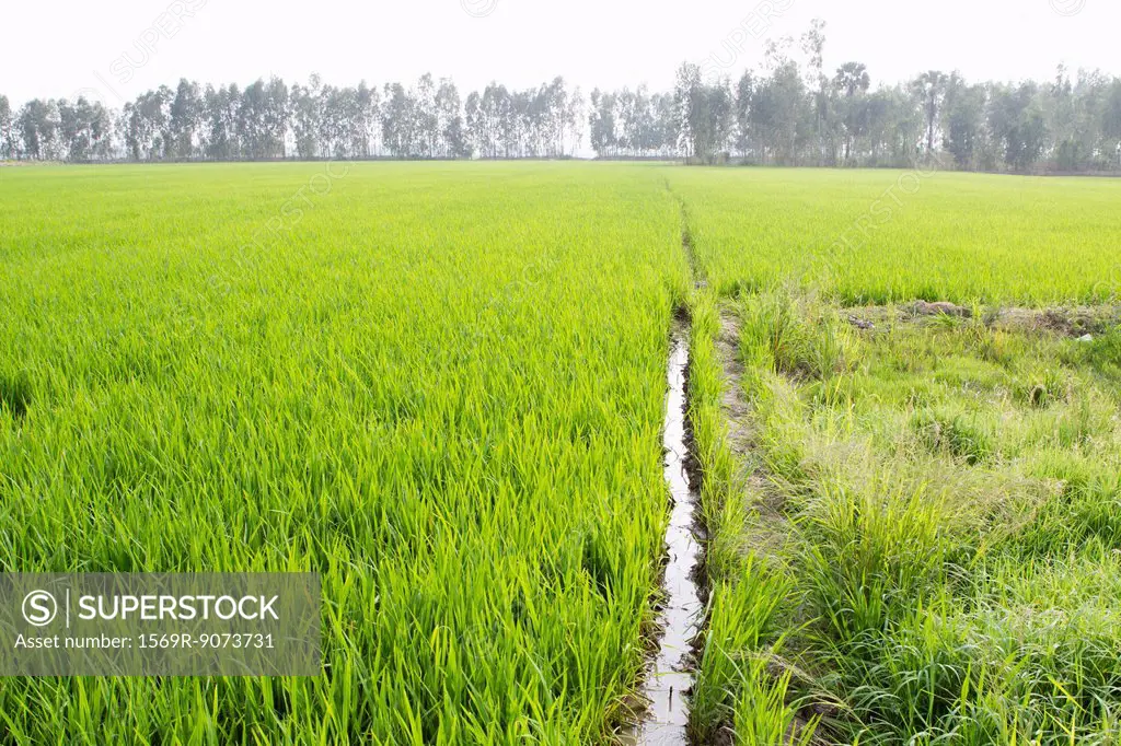 Rice paddy, Vietnam