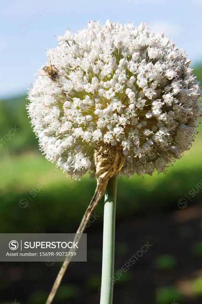 Garlic flower