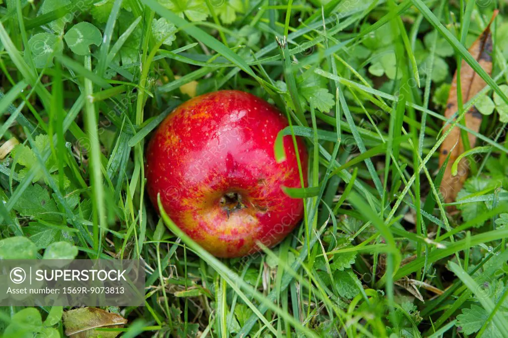Ripe apple resting on grass
