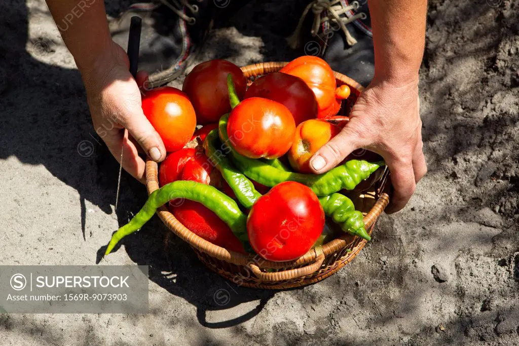 Person picking up basket filled with fresh tomatoes and chili peppers, cropped