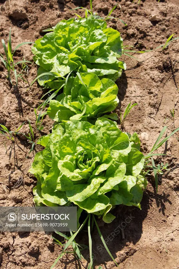 Lettuce growing in field