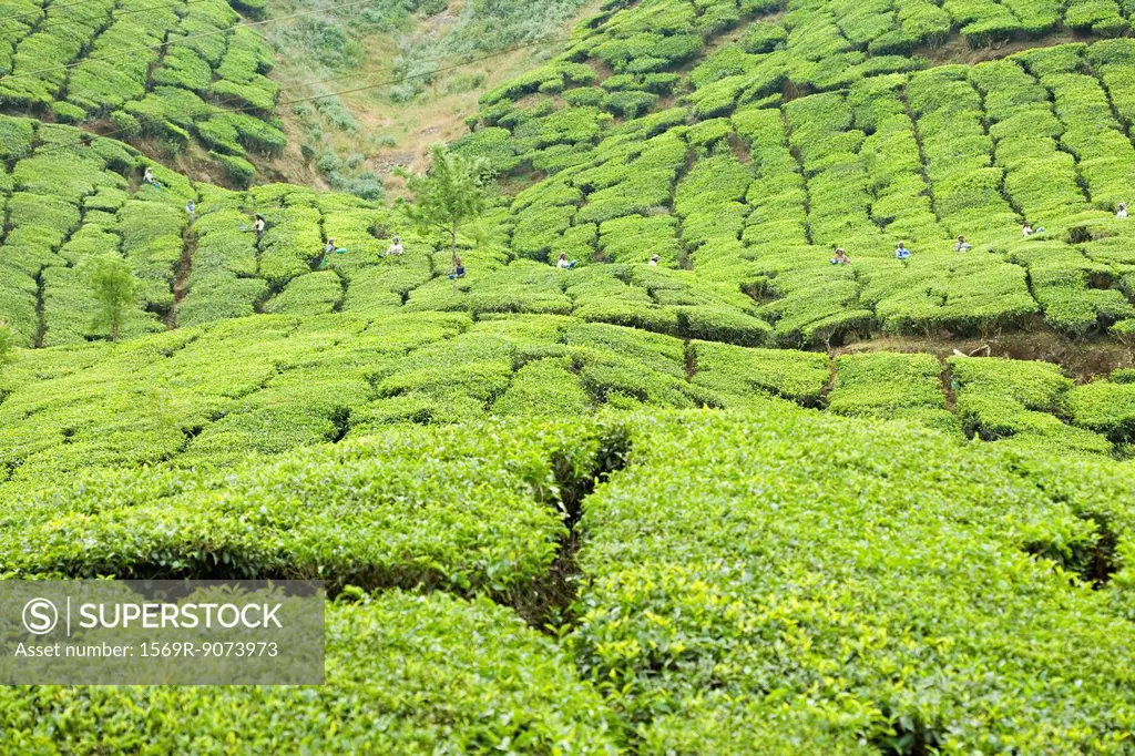 Tea plantation, India