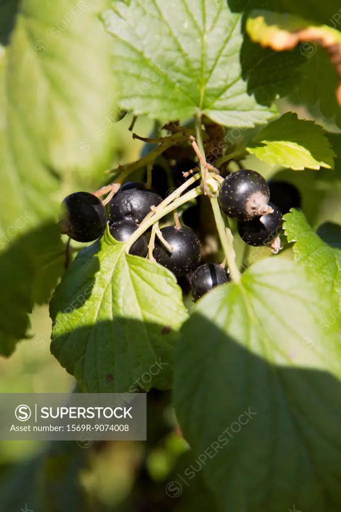 Blackcurrants growing on branch