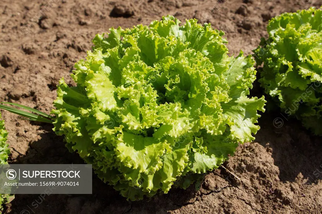 Batavia lettuce growing in field