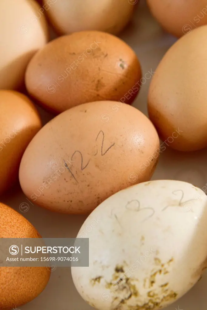 Fresh eggs
