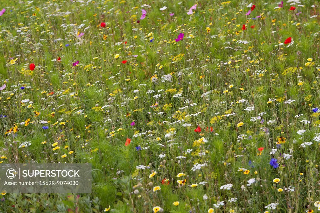 Wildflowers growing in meadow, full frame