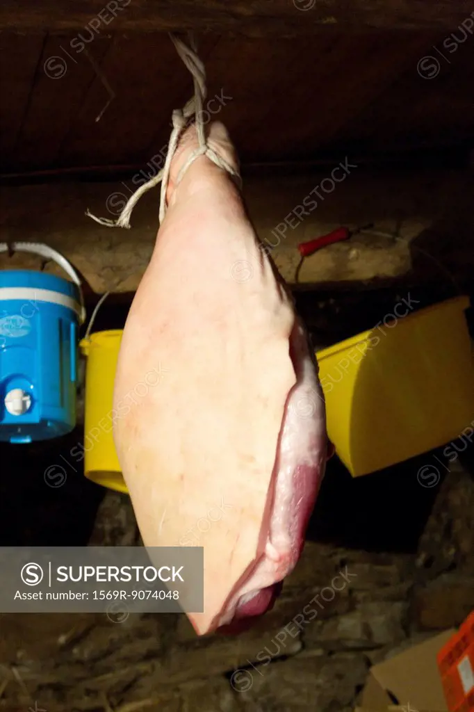 Raw, fresh ham hanging on rope