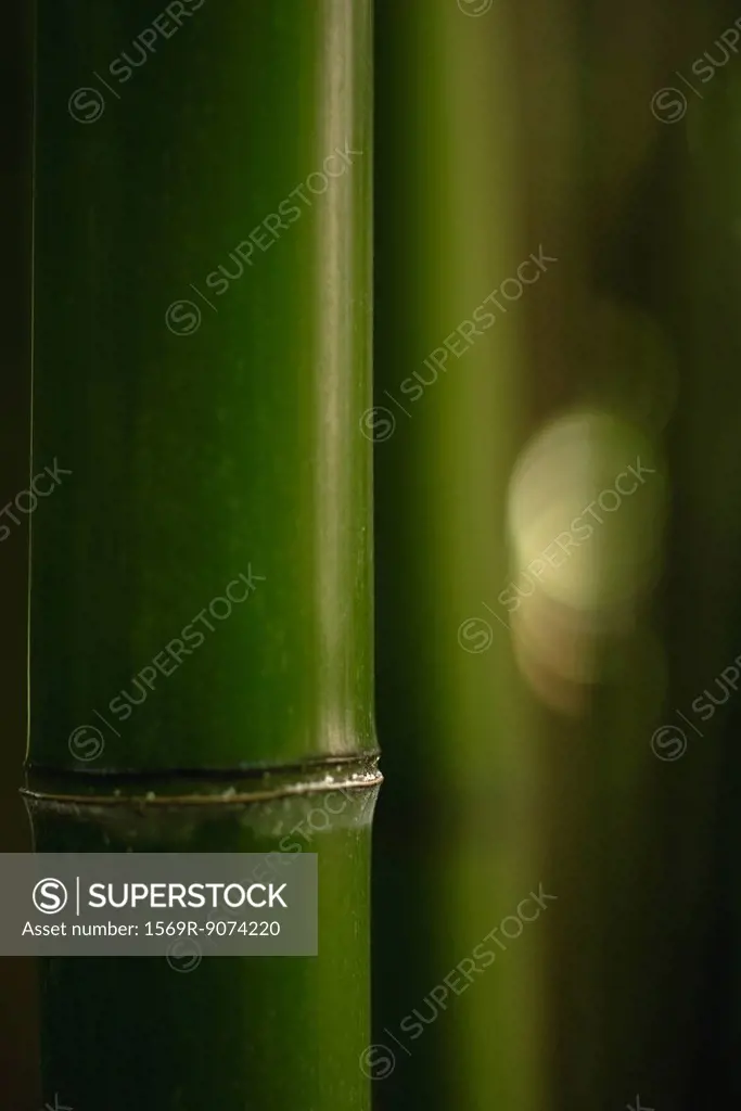 Bamboo, close_up