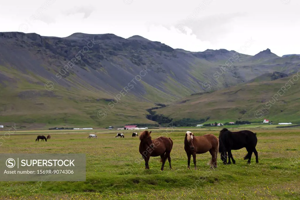 Icelandic horses grazing in pasture with mountains in the background, Iceland