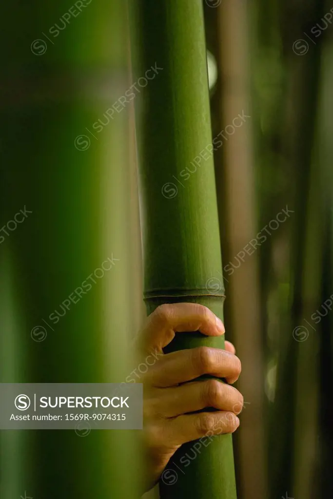 Hand touching bamboo