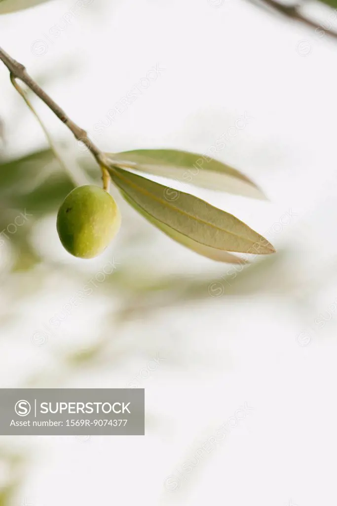Olive growing on tree