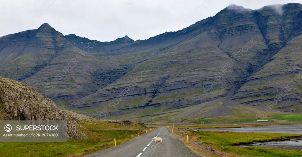 Iceland, sheep crossing road in mountainous landscape