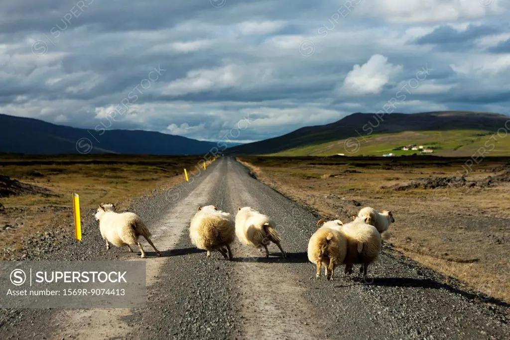 Iceland, sheep running on gravel road, rear view