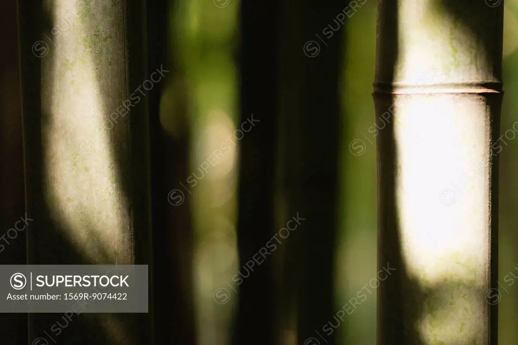 Sunlight on bamboo, close_up