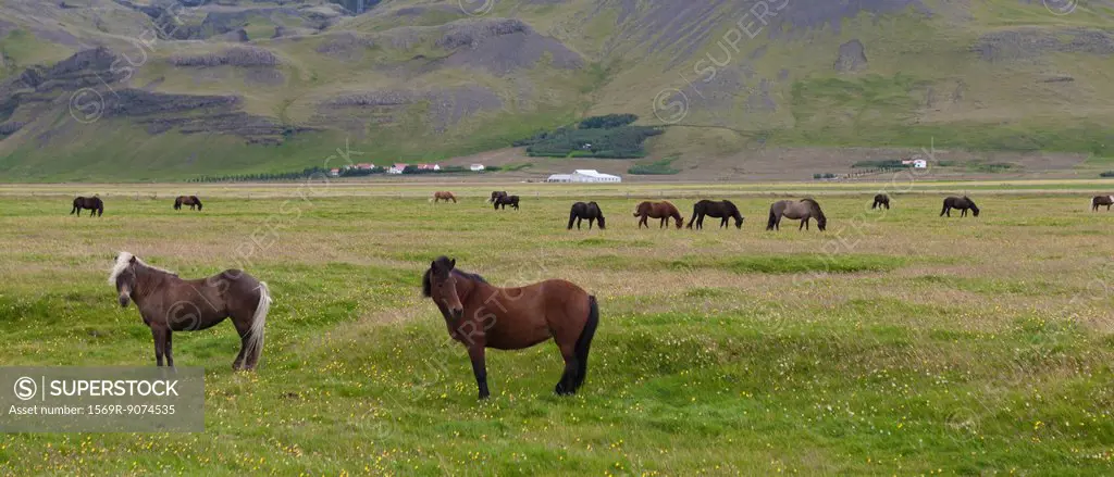 Icelandic horses grazing in pasture, Iceland