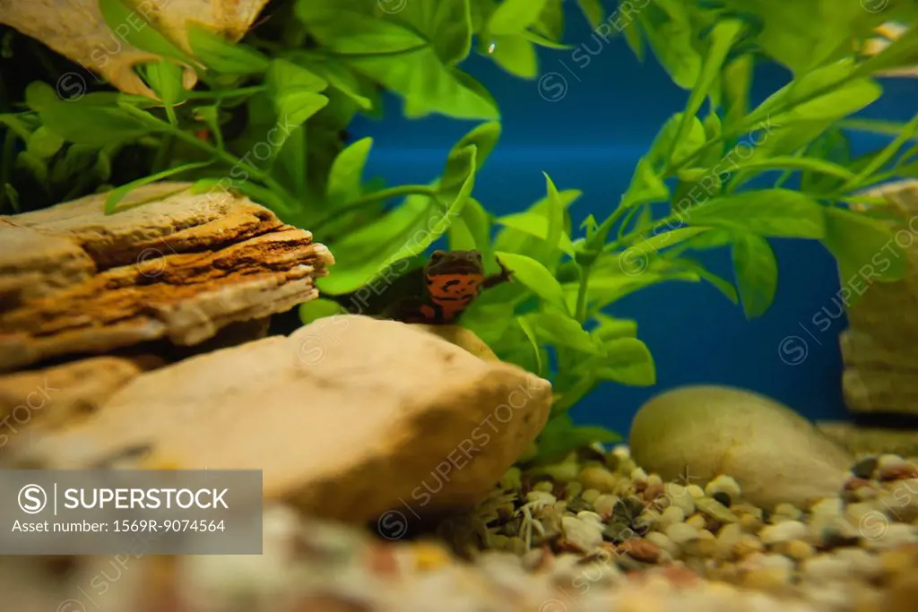 Salamander in aquarium