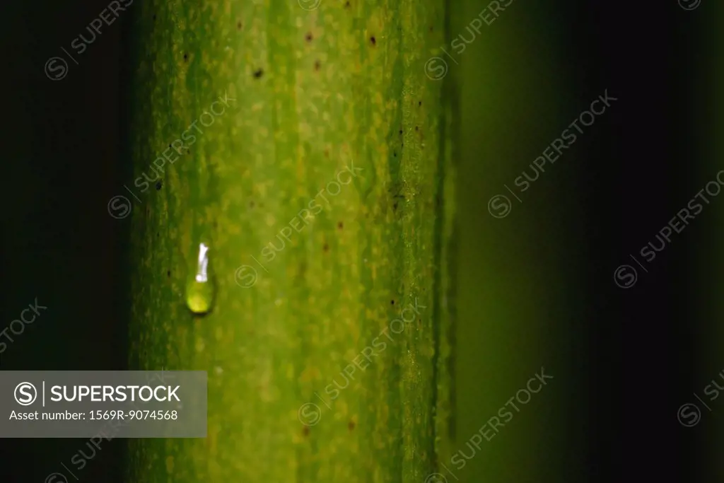 Dew drop on bamboo, close_up