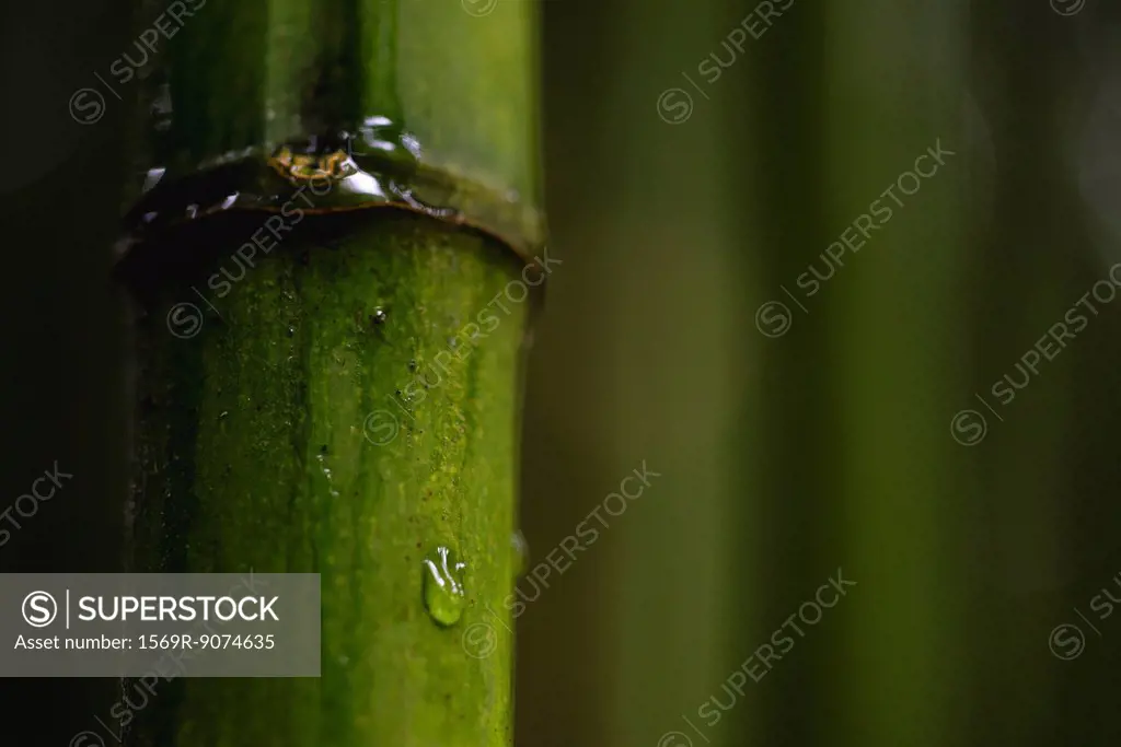 Water droplet on bamboo, close_up