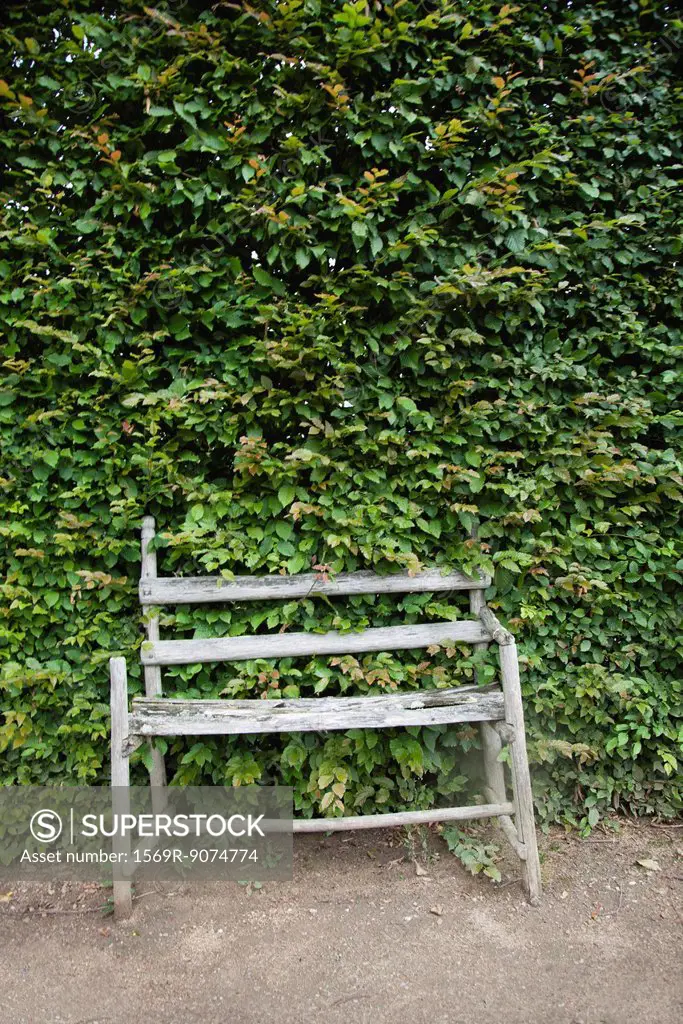Rustic wooden bench in front of large hedge