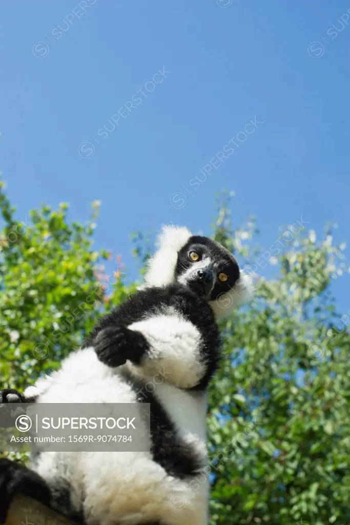 Black and white ruffed lemur Varecia variegata