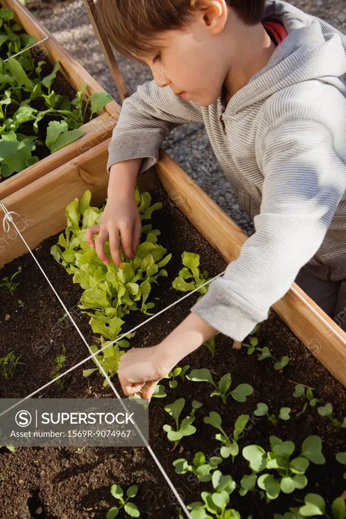 Boy looking at seedlings in vegetable garden