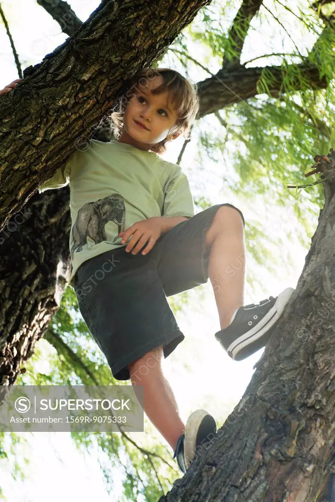 Boy standing in tree, low angle view
