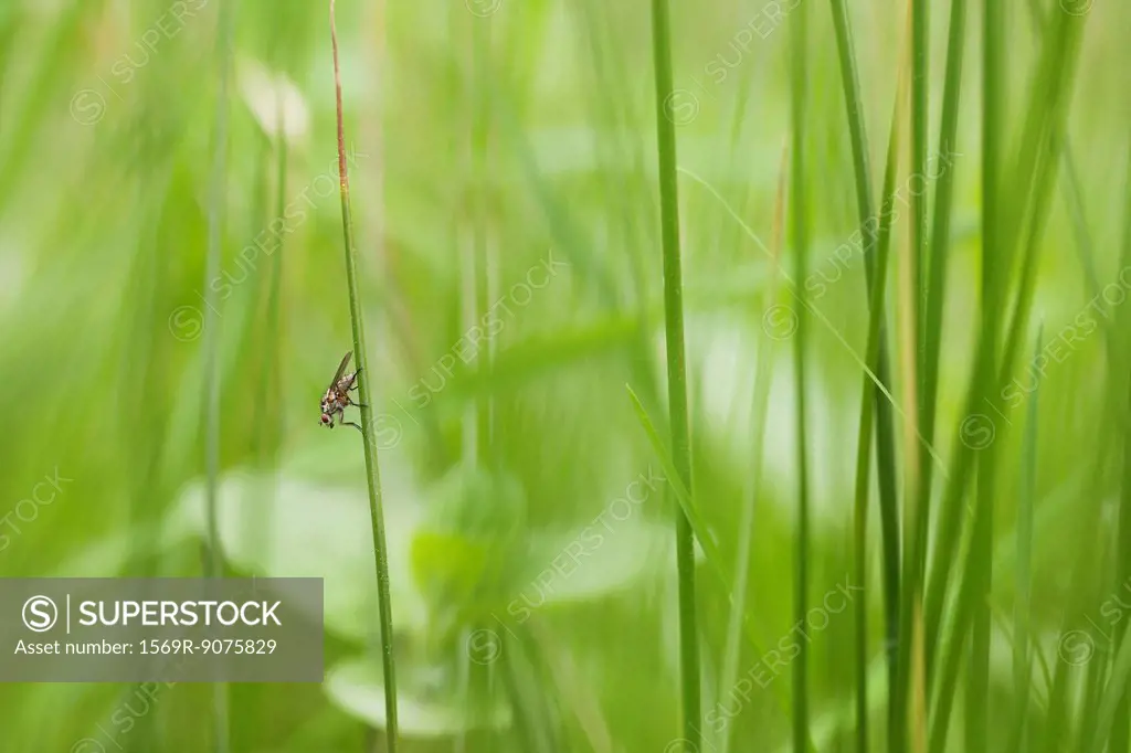 Fly resting on grass